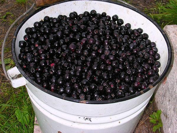 Limpiamos las bayas de ramitas y hojas.