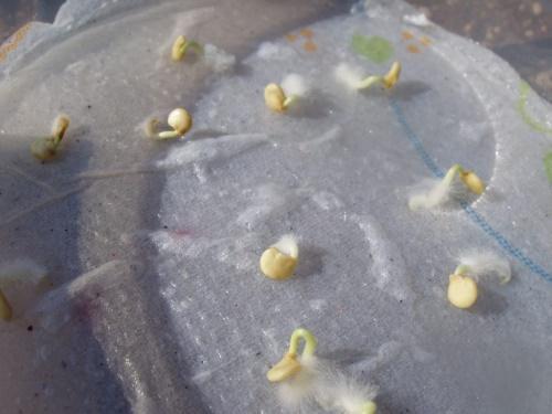 semillas germinadas