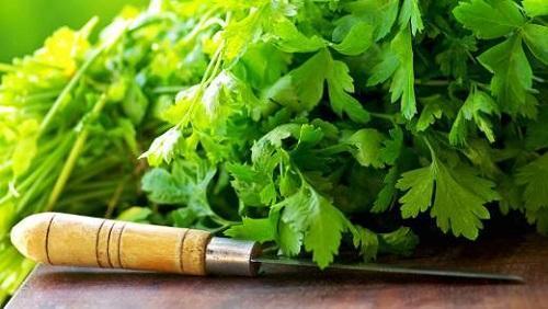 hojas de cilantro