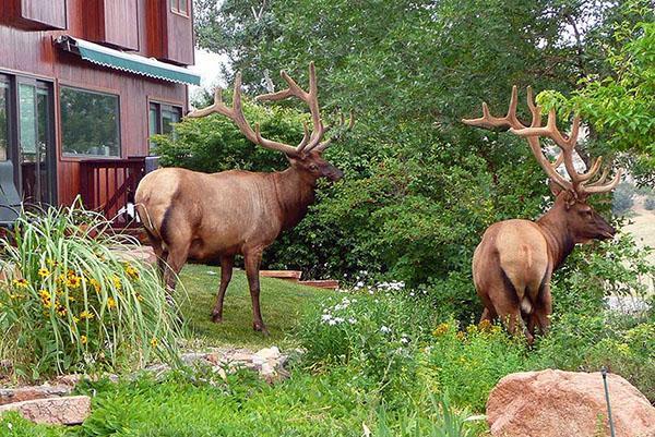 cerf sur le site