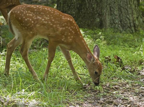 cerf dans la nature