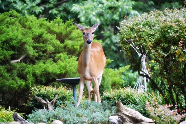 le cerf s'est dirigé vers le site