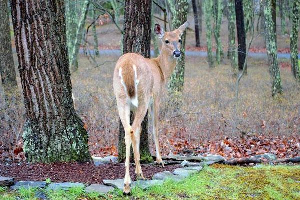 protéger le jardin des cerfs