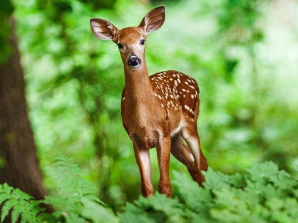 le cerf s'est dirigé vers le site