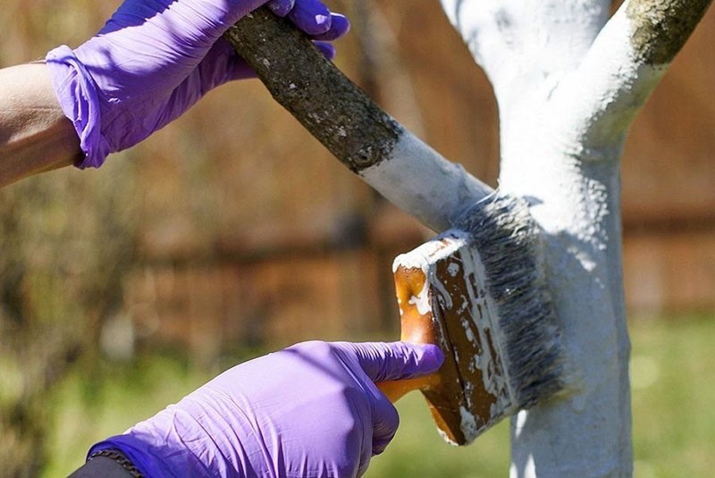 blanqueo preventivo de árboles