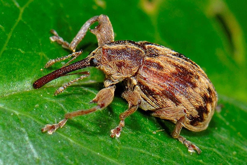 Gorgojo del escarabajo de la flor de la manzana bajo el microscopio