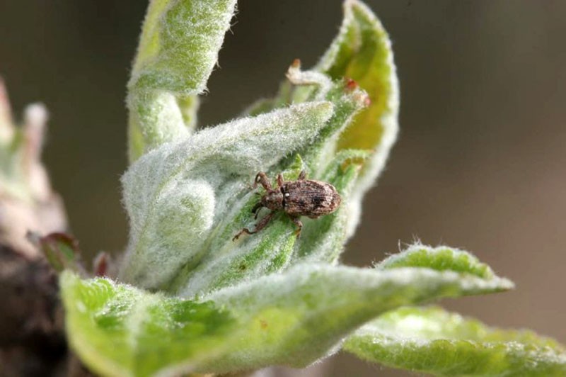 escarabajo de la flor en un capullo floreciente
