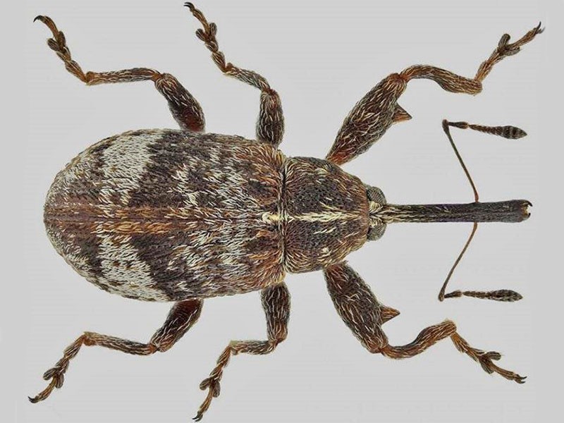 Cómo quitar el gorgojo del escarabajo de la flor de la manzana