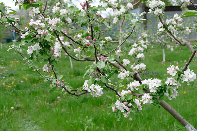 jardin propre