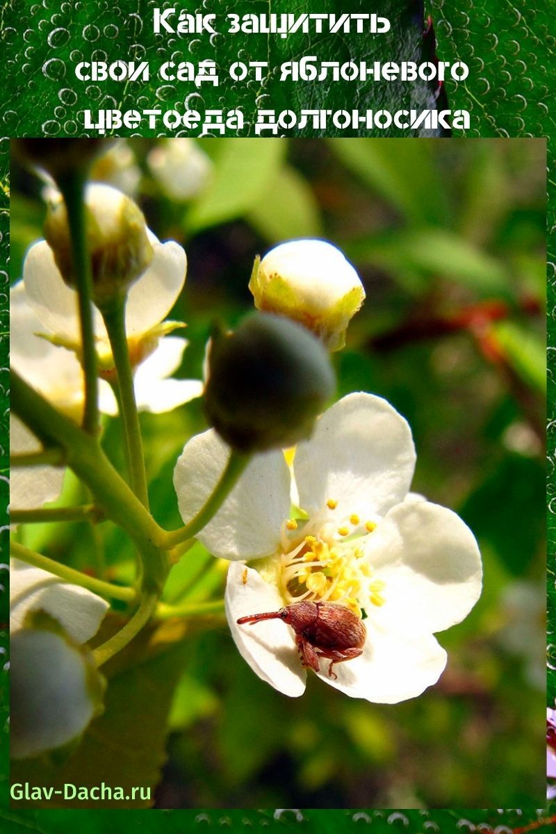 gorgojo del escarabajo de la flor de la manzana