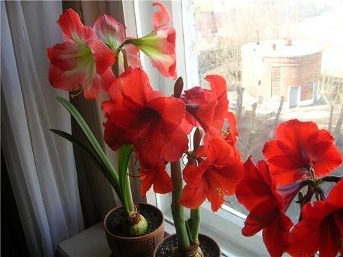 hippeastrum rouge