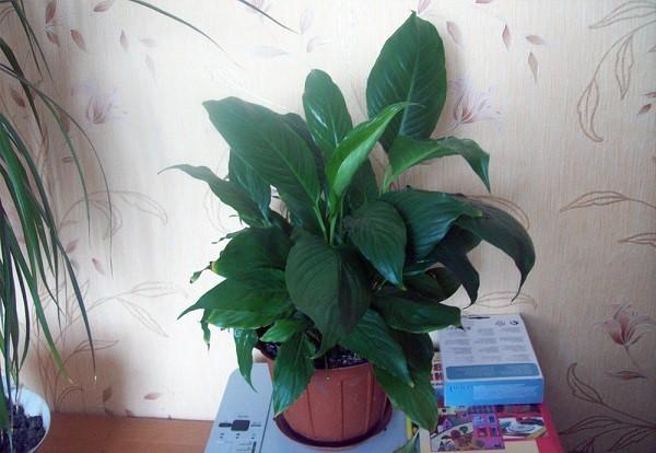 spathiphyllum en casa