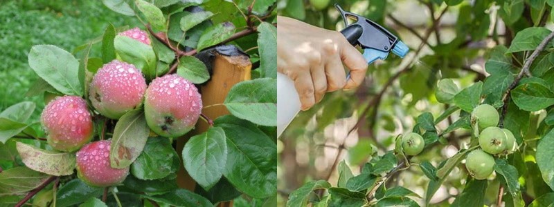 tratamiento de manzana para enfermedades