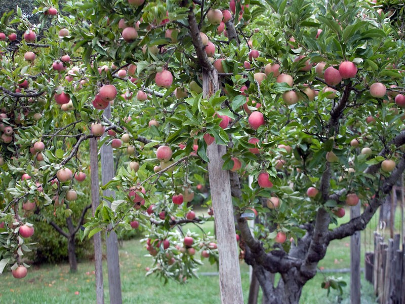 por qué los manzanos dan fruto en un año