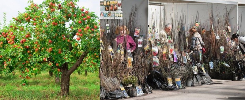 selección de una plántula de la variedad deseada