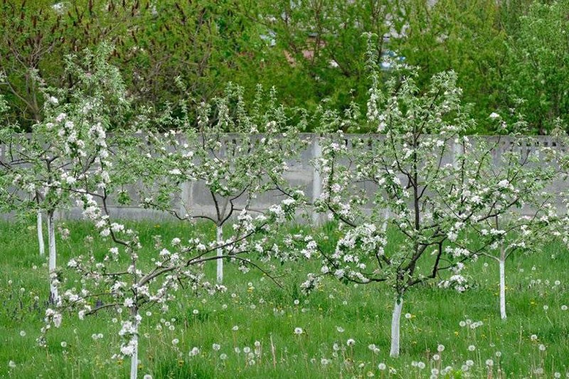 los manzanos florecen pero no dan fruto