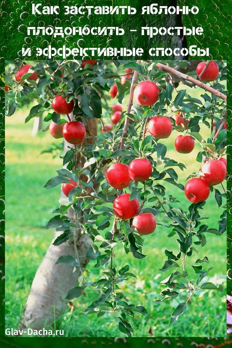 cómo hacer que un manzano dé fruto