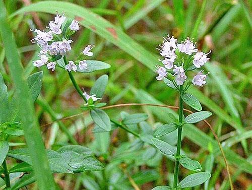 Menta japonesa