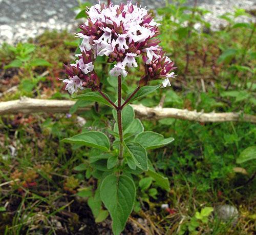 Menta del bosque