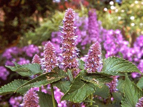 Menta mexicana