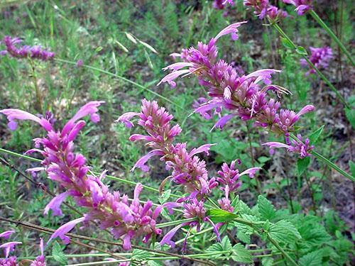 Menta mexicana fragante