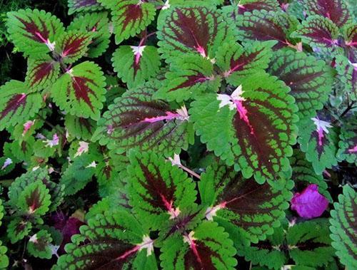 Coleus