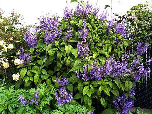 Arbusto de menta grande