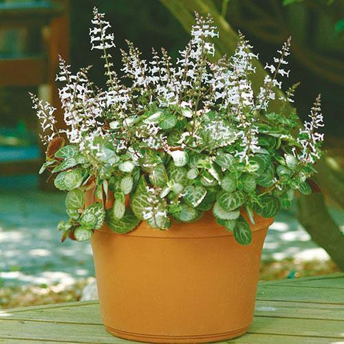 Menta casera