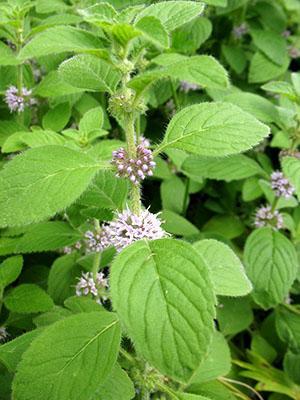 Menta de la pradera