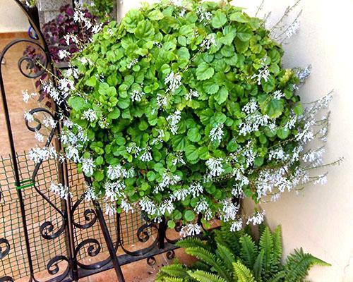 Plectranthus vertido