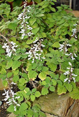 Plectranthus Madagascar