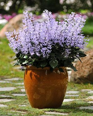 Lavanda mona