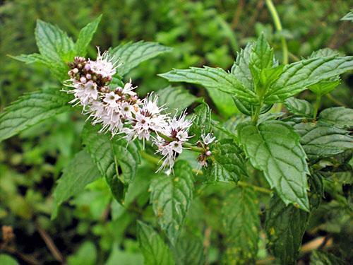 Menta de jardín