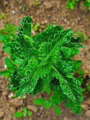 Menthe frisée