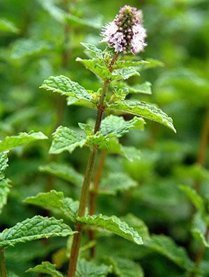 Menta marroquí