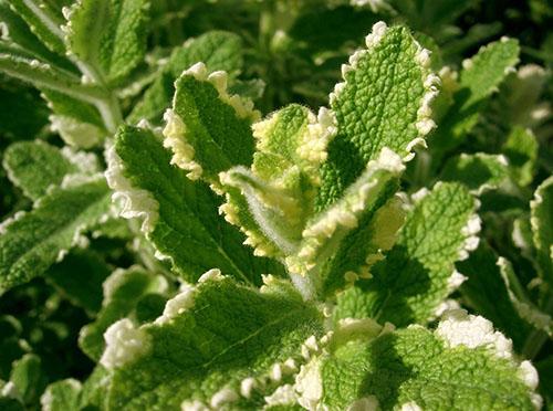 Menta manzana abigarrada