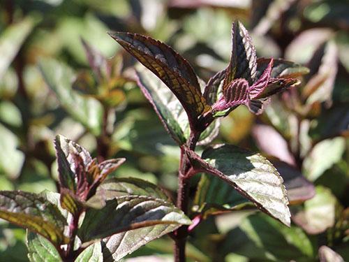 Menthe au chocolat