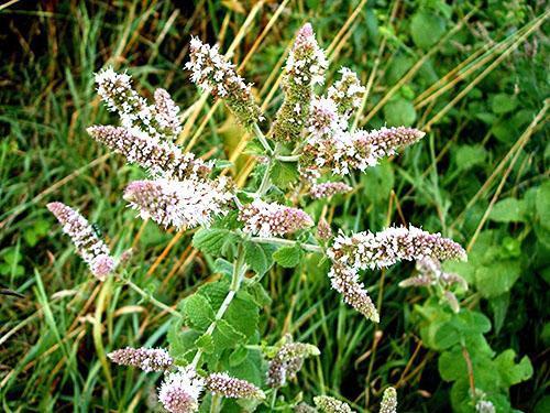 Menta fragante