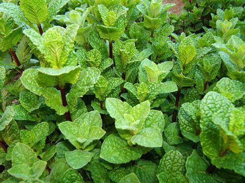 Exuberantes arbustos de menta