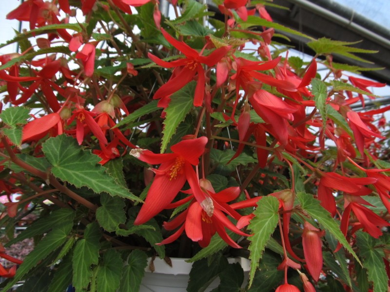 begonia boliviana santa cruz híbrida