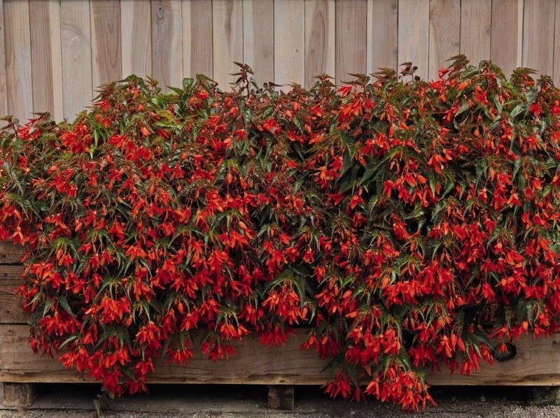 begonia boliviana santa cruz