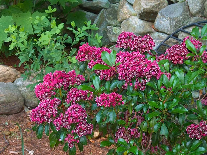 site de plantation de kalmia