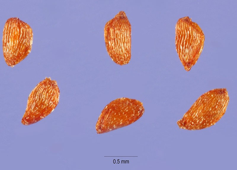 semillas de calmia de hoja ancha