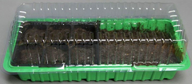 semer des graines de calcium dans un récipient