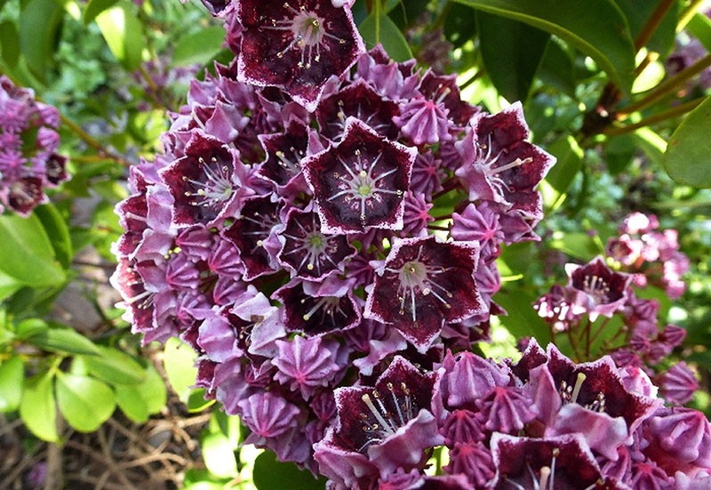 floraison colorée de kalmia