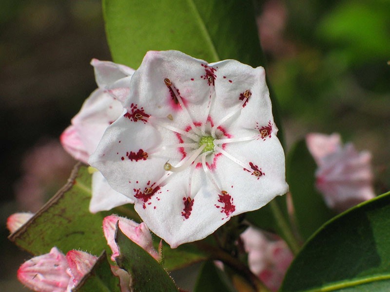 Tailles des fleurs de Calmia