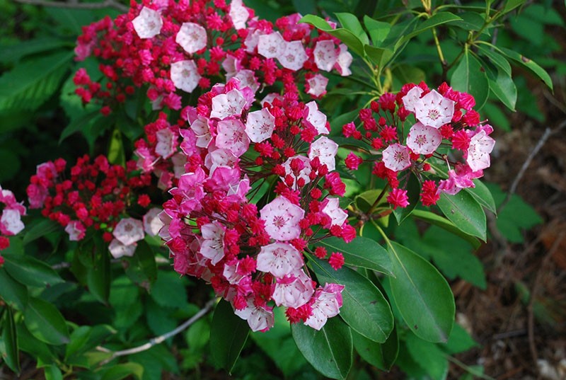 plantas de crecimiento lento