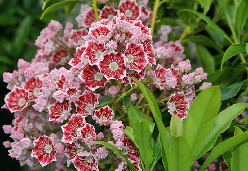 Tailles des fleurs de Calmia