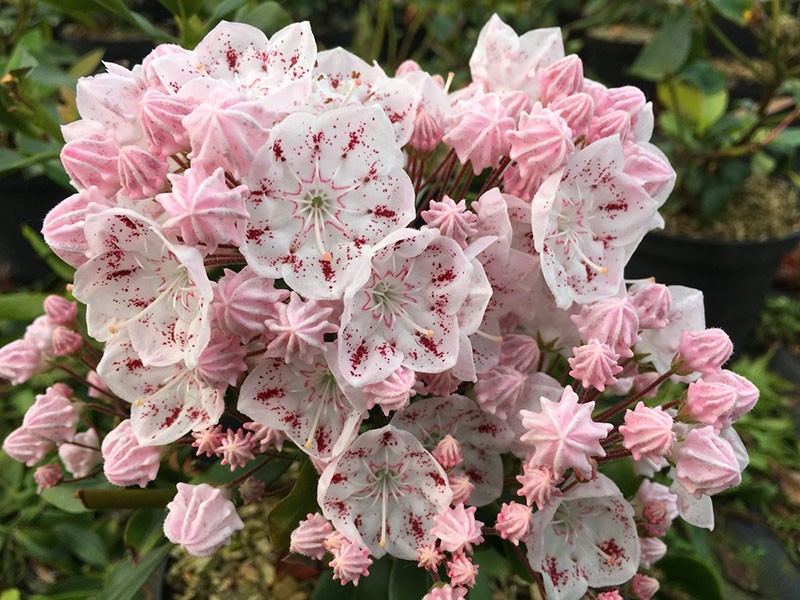 nouveau cultivar 