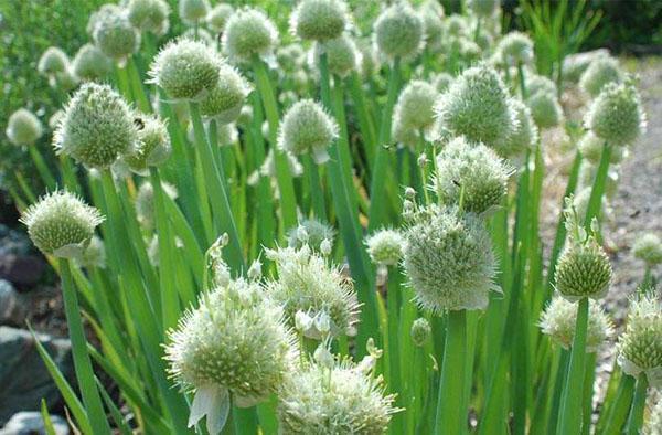 un lit de jardin avec un oignon batun